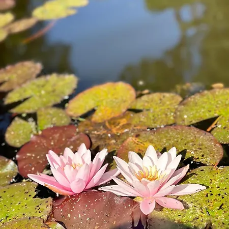 Mustion Linna / Manor