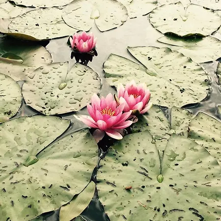 Mustion Linna / Manor